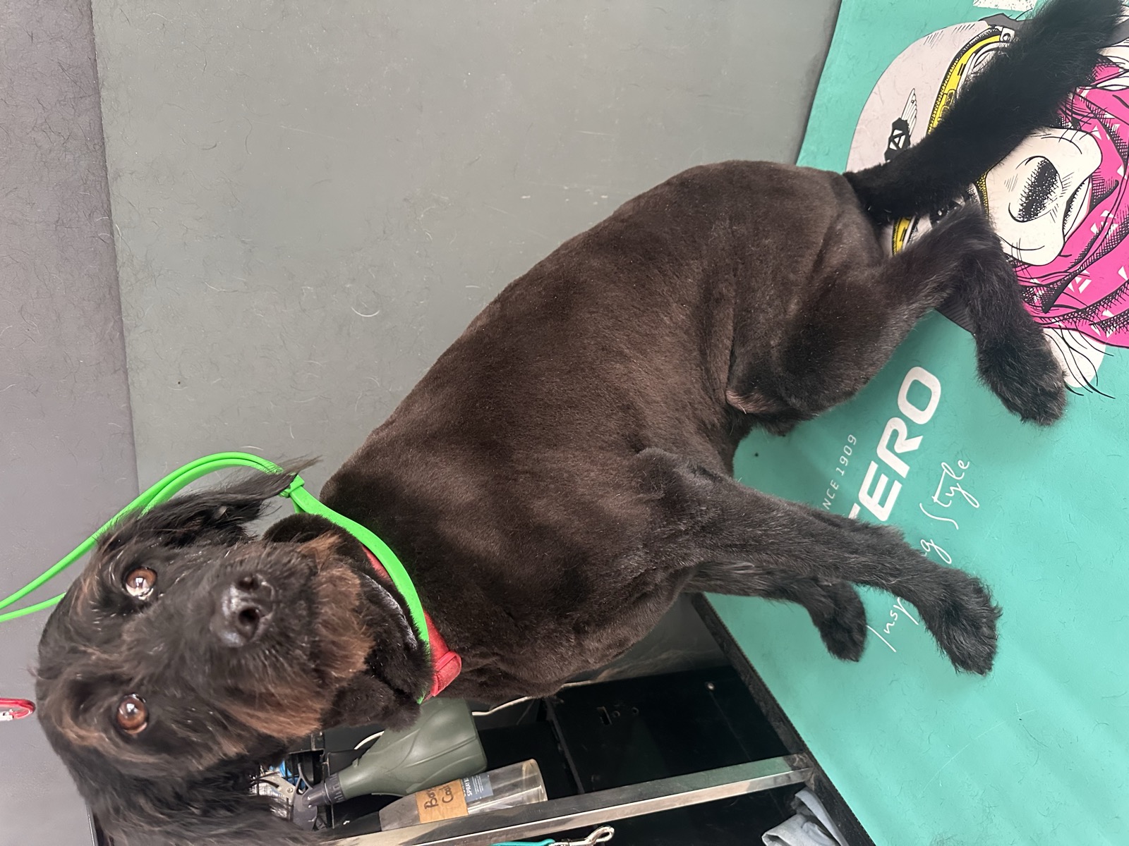 Beryl after her groom &mdash; sleek dark coat clipped short, with her face and beard kept long