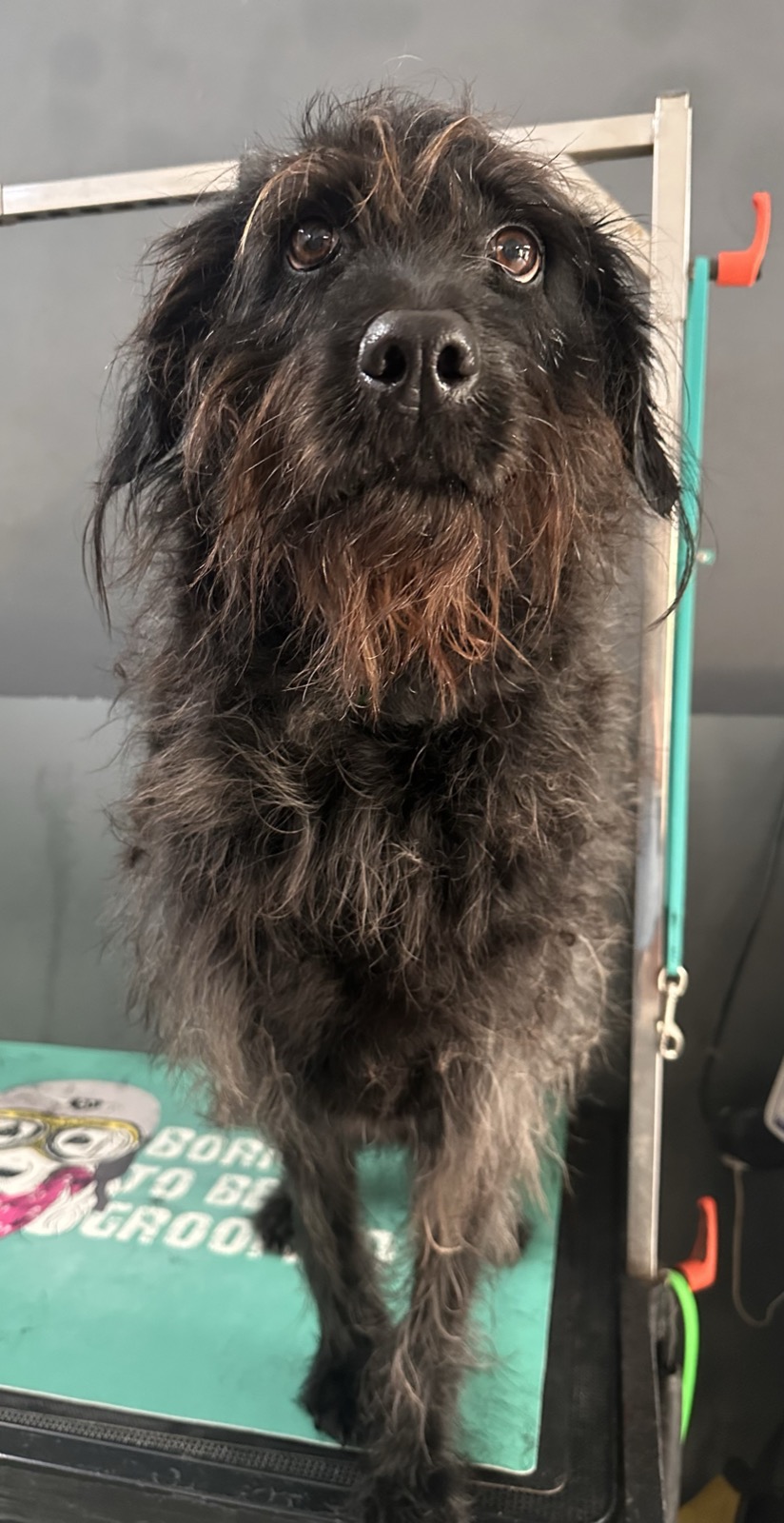 Beryl before her groom &mdash; full wavy Labradoodle coat, dense and tousled across her body and legs