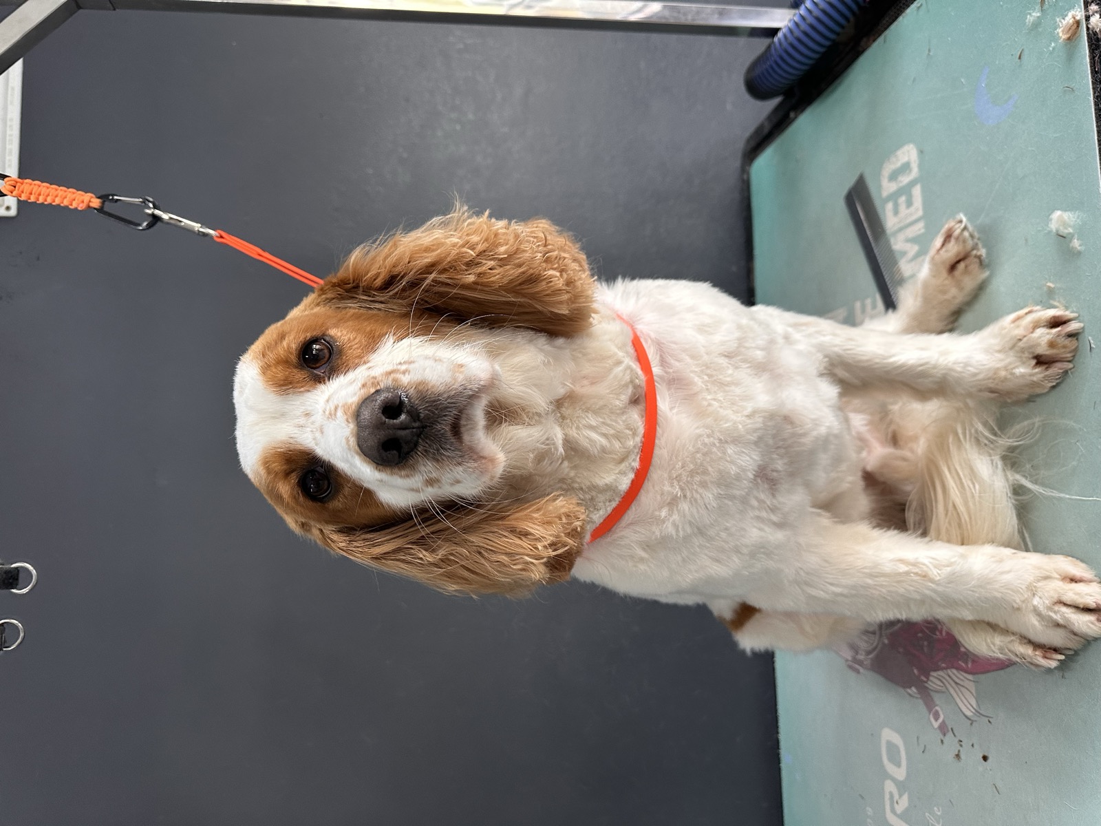 Bobby after his groom &mdash; clean red-and-white Cocker sitting alert on the grooming table