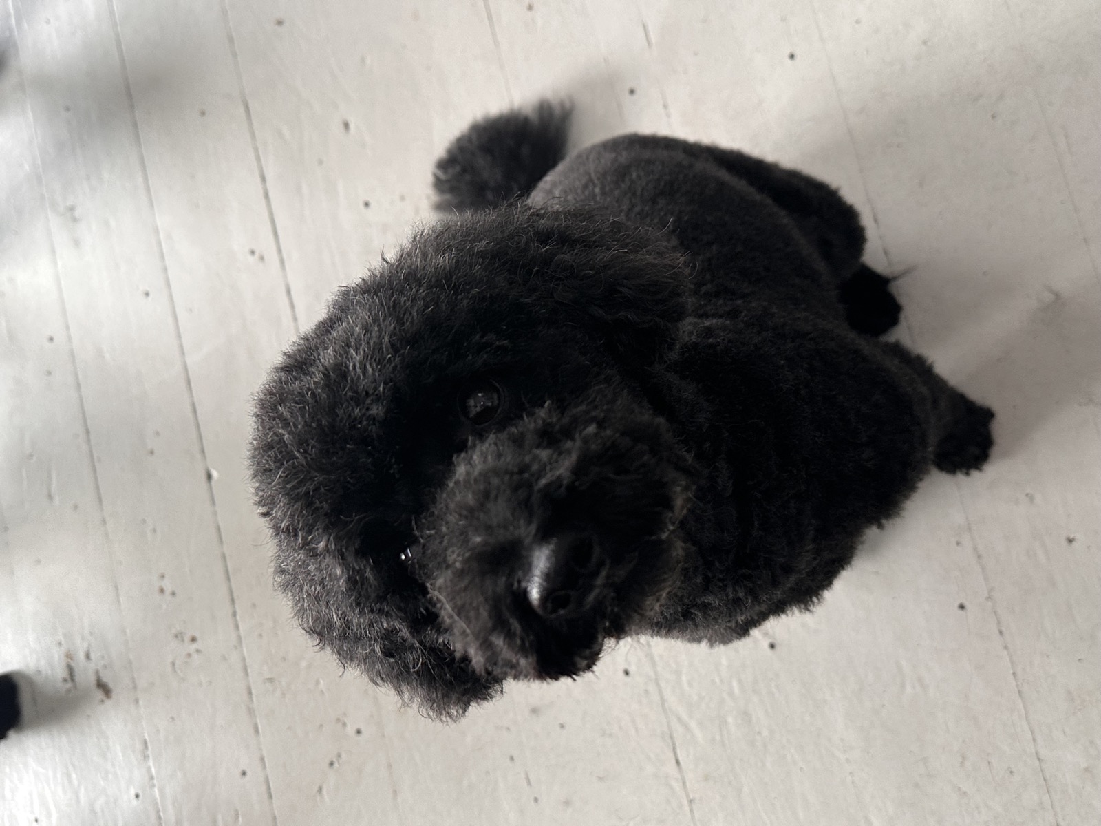 Bertie after his groom, a neatly clipped black Toy Poodle looking up at the camera with a tidy rounded face