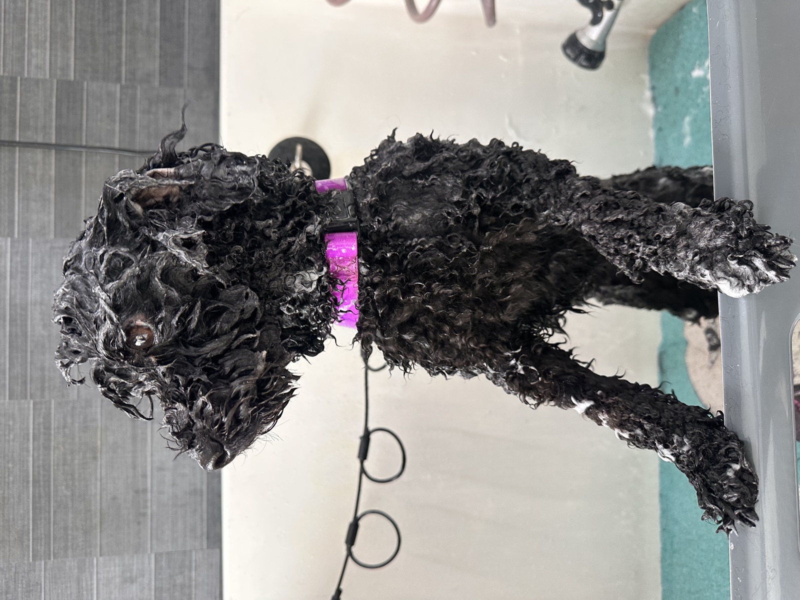 Bettie in the bath mid-groom, her black curly coat wet and lathered, wearing a purple collar