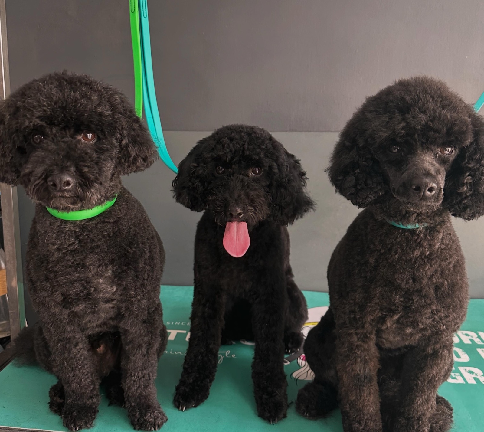 Bertie, Maggie and Bettie after their grooms &ndash; three black Toy Poodles sitting in a row with neat, tightly clipped coats and rounded faces