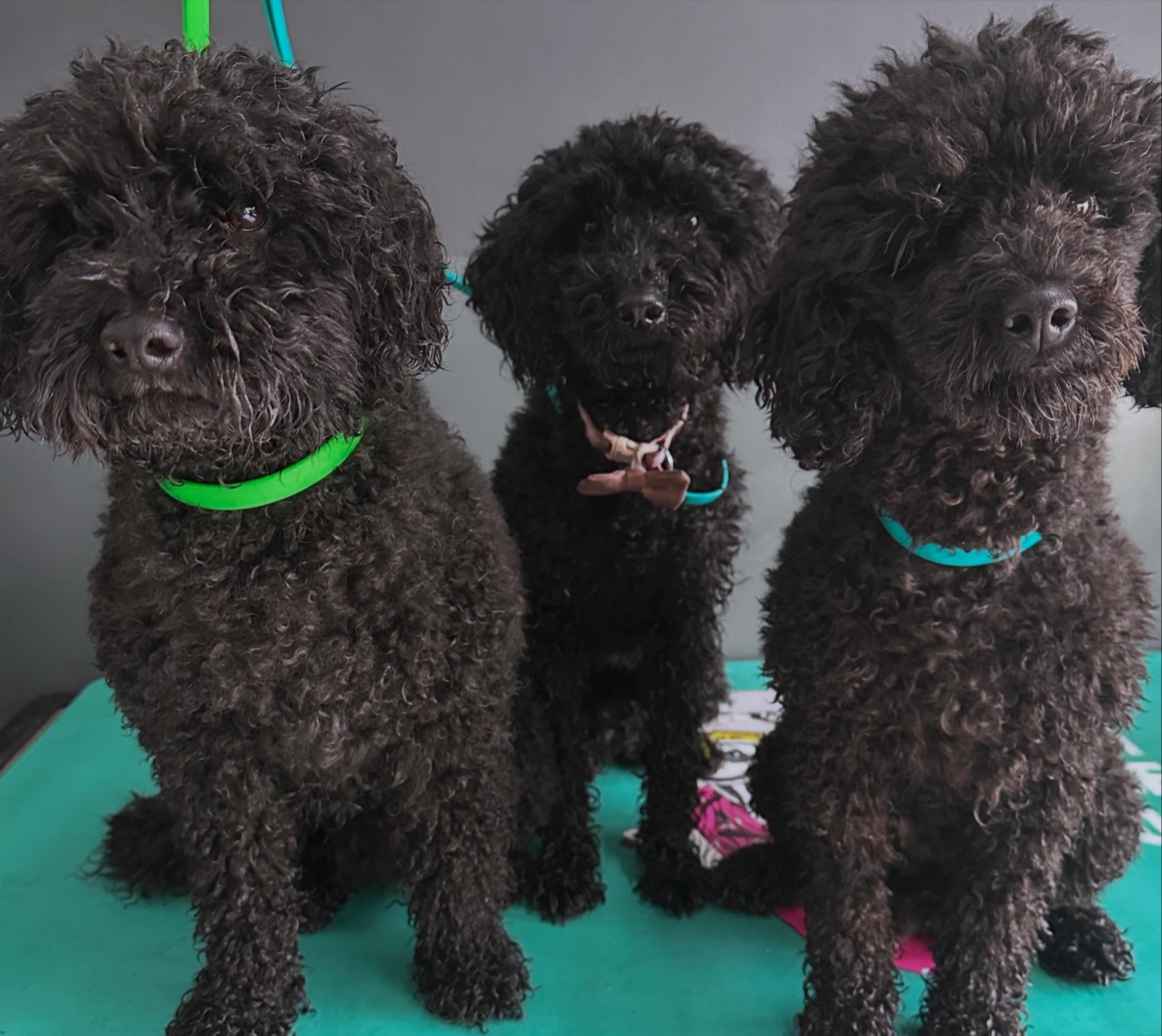 Bertie, Maggie and Bettie before their grooms &ndash; three black Toy Poodles in a row with long, shaggy, overgrown curly coats