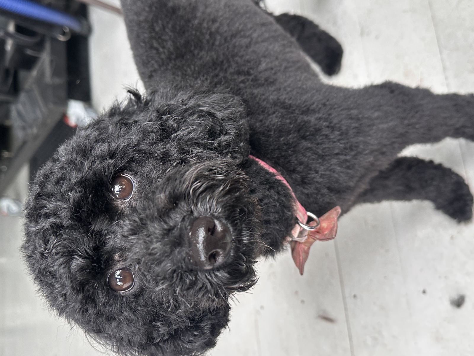 Maggie after her groom, a young black Toy Poodle with a soft tidy coat and a pink collar, looking up at the camera