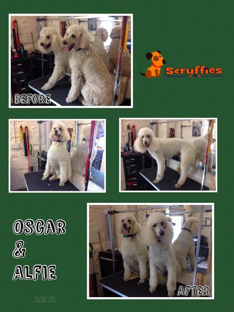 Alfie Oscar Standard Poodle - Before & After