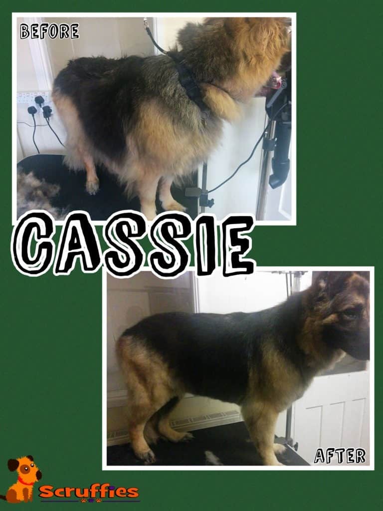 Cassie German Shepherd - Before & After