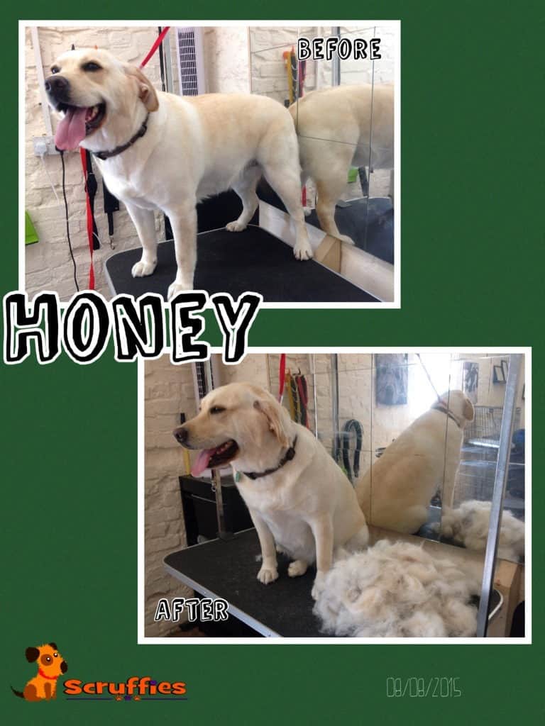 Honey Labrador - Before & After