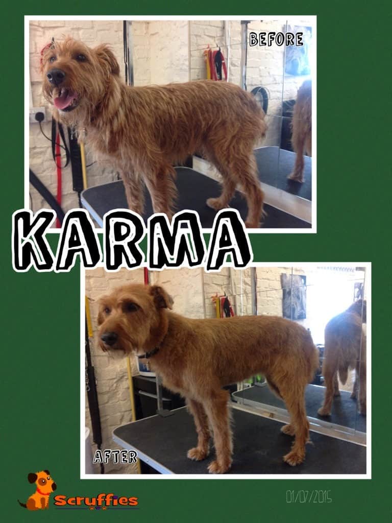 Karma Irish Terrier - Before & After