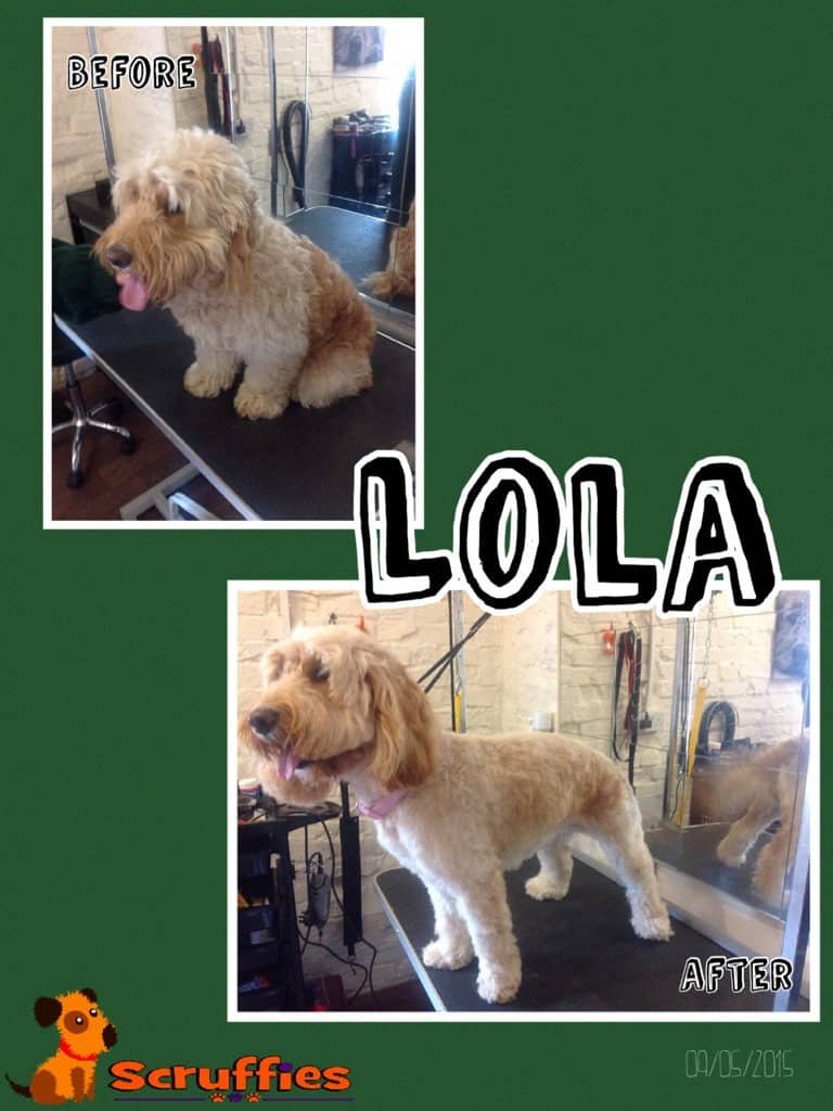 Lola Cockerpoo - Before & After