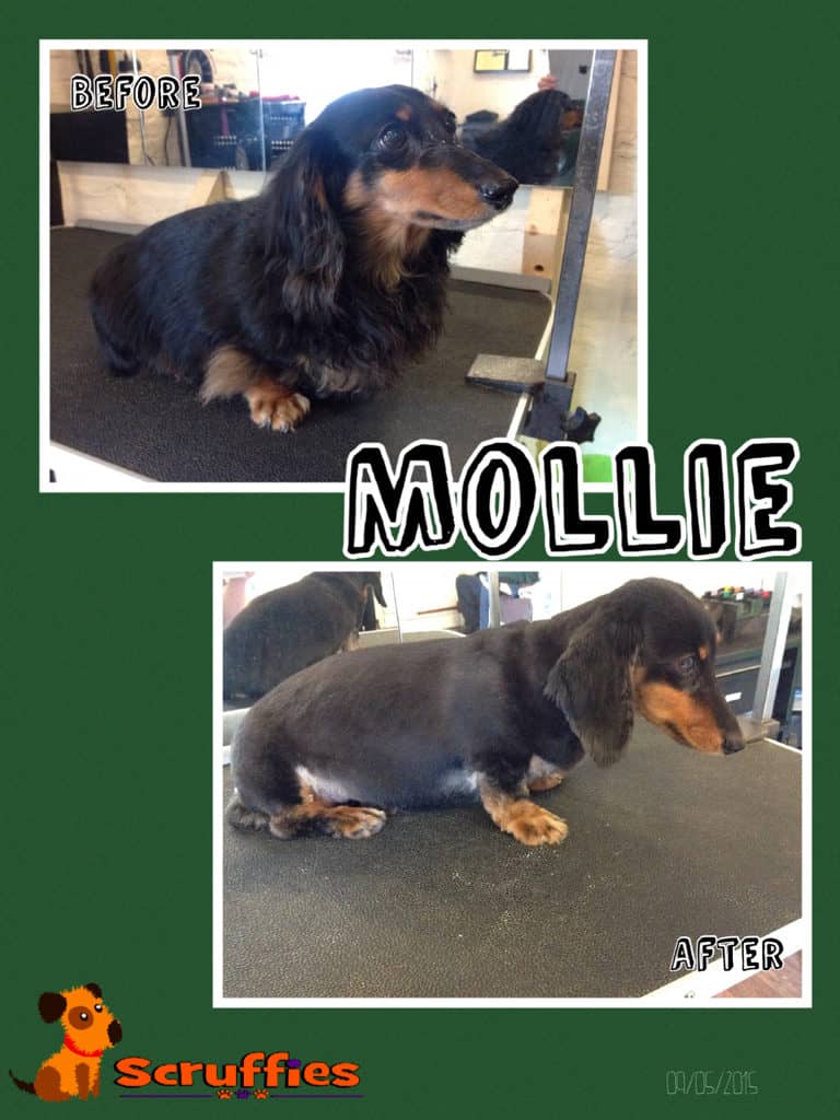Mollie Dachshund - Before & After