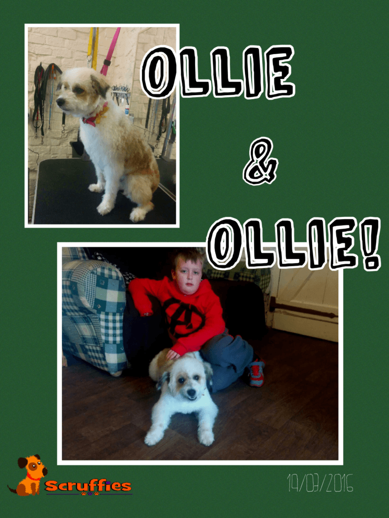 Ollie - Before & After