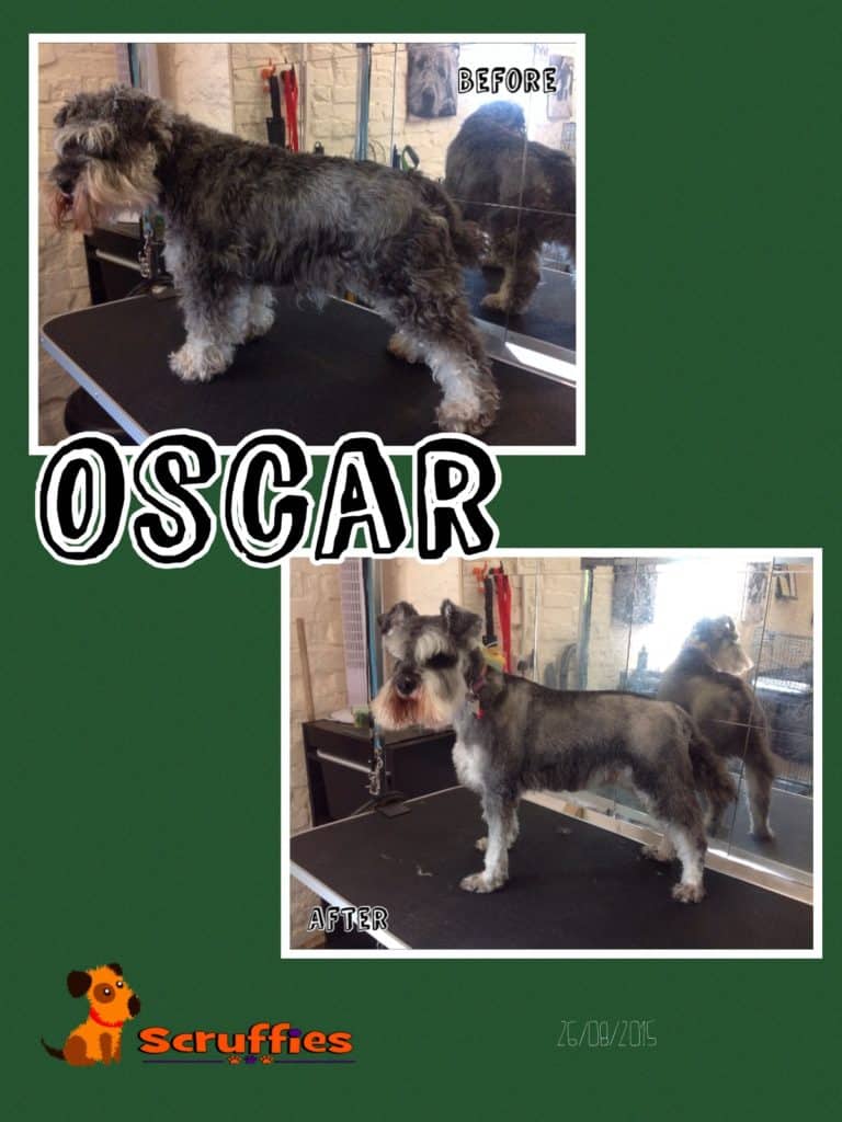 Oscar Miniature Schnauzer - Before & After