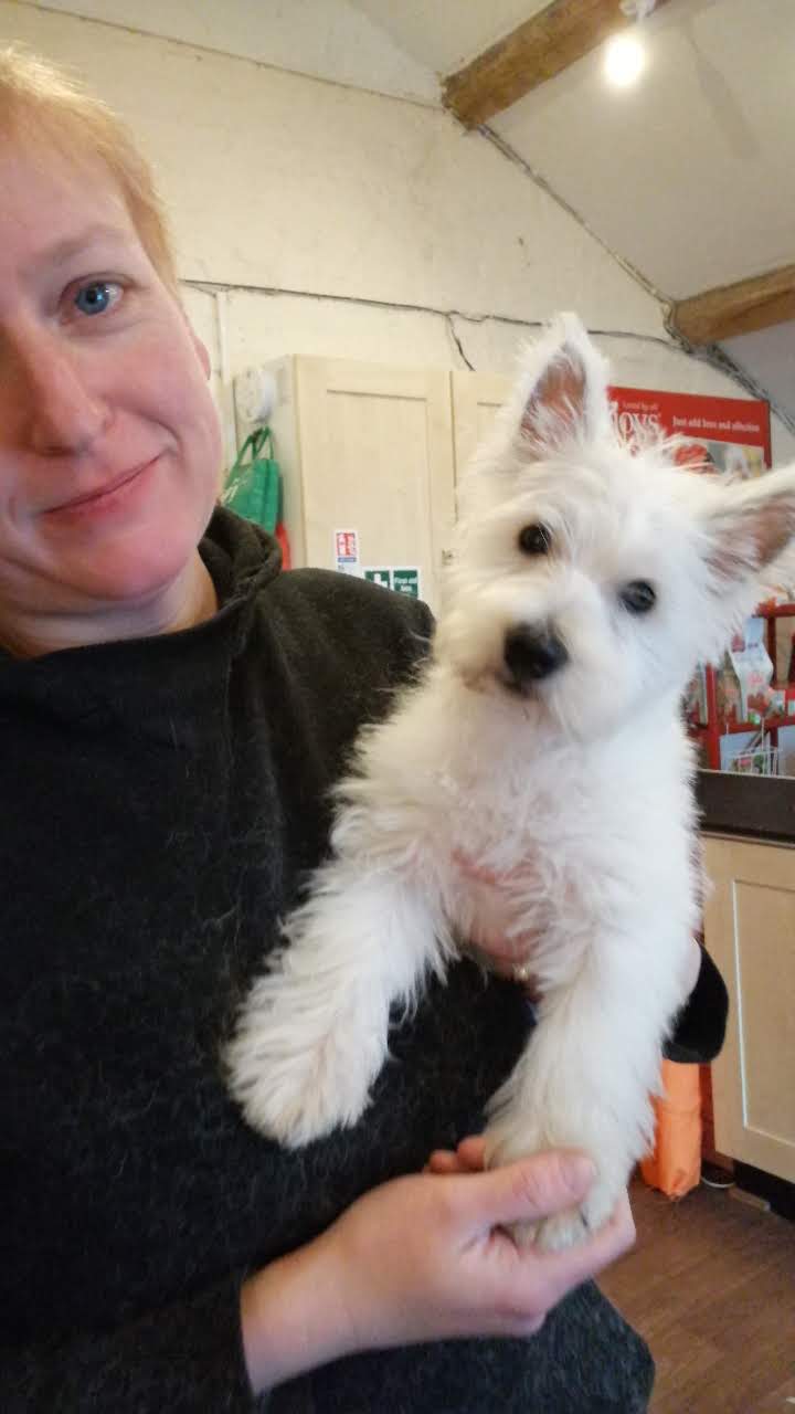 Little Lulu Belle ready for a puppy trim at Scruffies