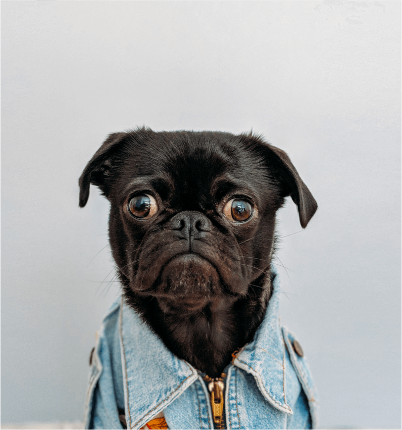A pug in a denim jacket